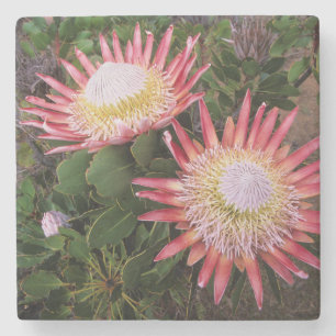King Protea (Protea Cynaroides), Helderberg Stone Coaster