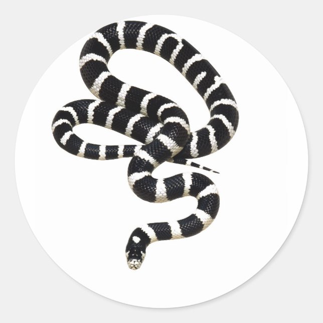 King Snake from Junglewalk.com Classic Round Sticker (Front)