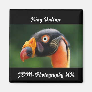King Vulture Magnet