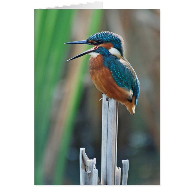 Kingfisher (Front)
