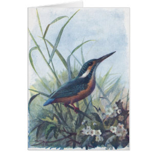 kingfisher