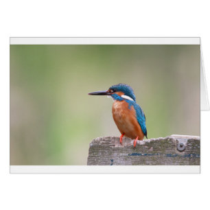 Kingfisher bird.