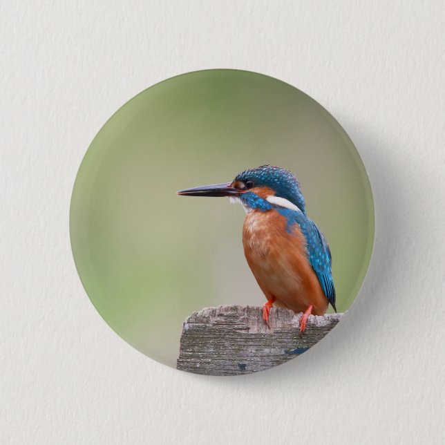 Kingfisher bird. 6 cm round badge (Front)