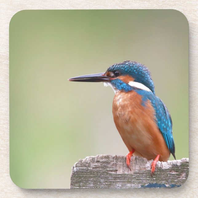Kingfisher bird. coaster (Front)