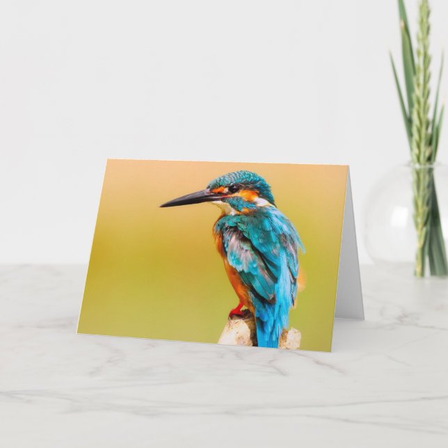 Kingfisher Bird Greeting Card (Front)