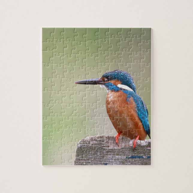 Kingfisher bird. jigsaw puzzle (Vertical)