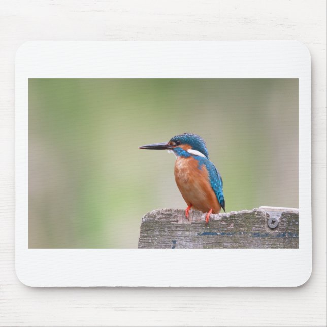 Kingfisher bird. mouse pad (Front)