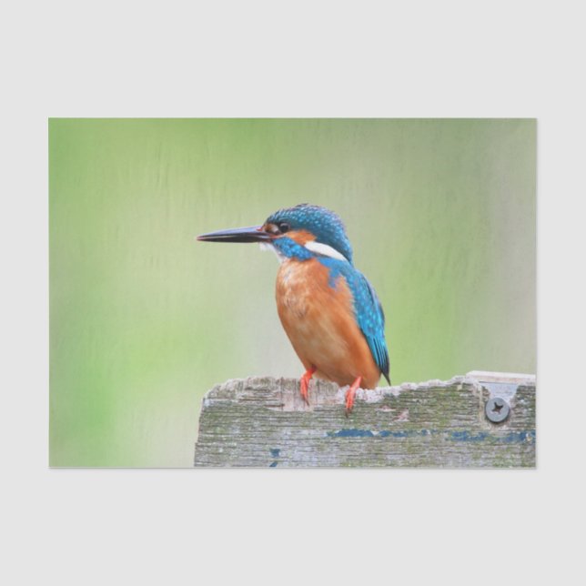 Kingfisher bird tissue paper (Front)