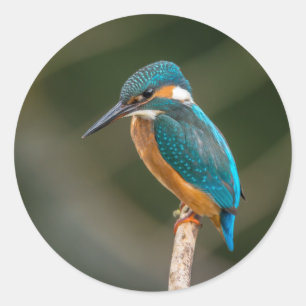 Kingfisher Classic Round Sticker