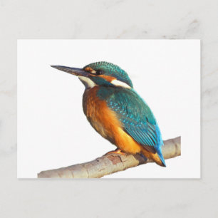 "Kingfisher" design products Postcard