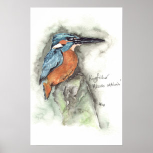 Kingfisher in watercolour poster