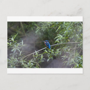 kingfisher.jpg postcard