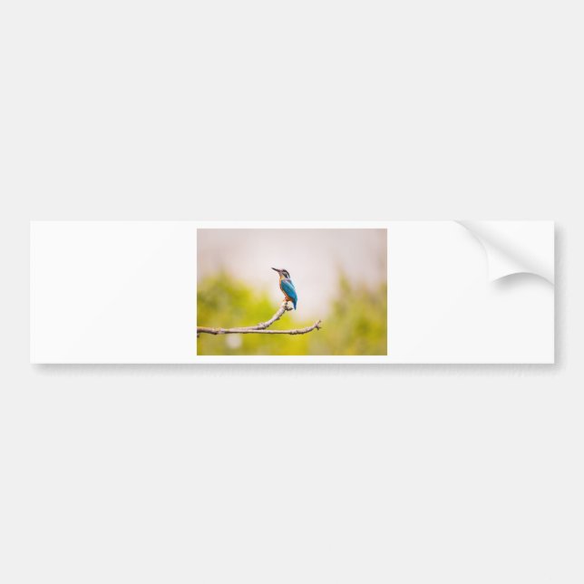 Kingfisher Nature Bumper Sticker (Front)