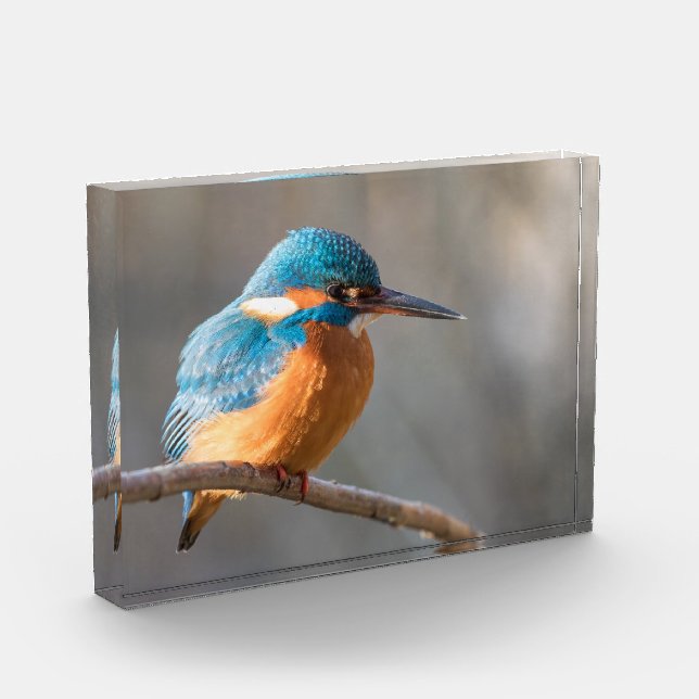 Kingfisher Nature Photo Block (Left)