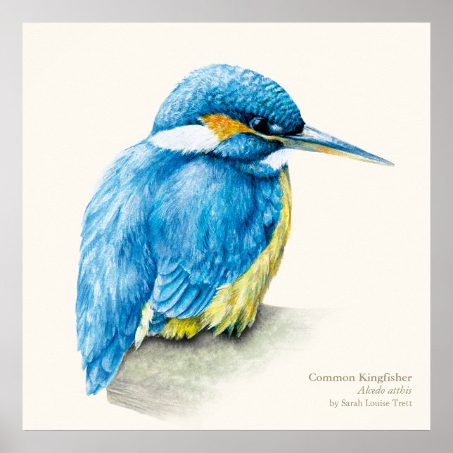 Kingfisher Ornithological fine art poster print (Front)