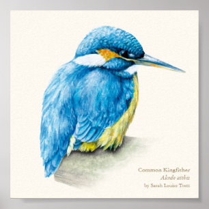 Kingfisher Ornithology fine art square print
