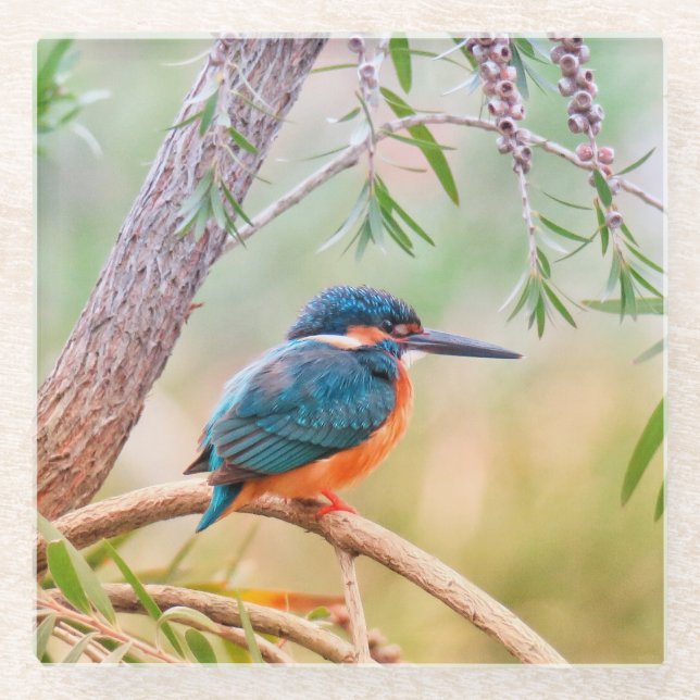 Kingfisher Perched on Branch Glass Coaster (Front)