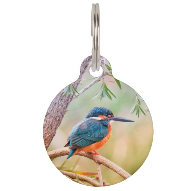 Kingfisher Perched on Branch Pet Tag (Front)