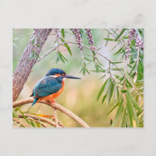 Kingfisher Perched on Branch Postcard