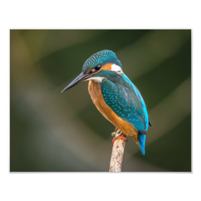KIngfisher Photo Print (Front)