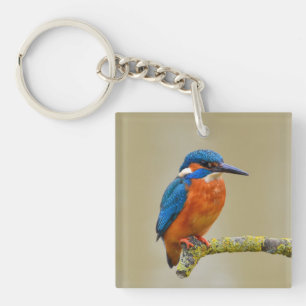 Kingfisher Portrait Photograph Key Ring