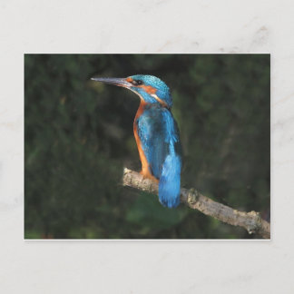 Kingfisher Postcard