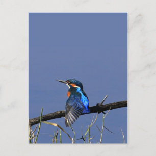 Kingfisher Postcard