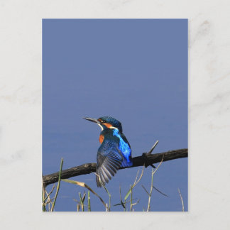 Kingfisher Postcard
