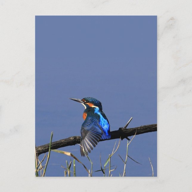 Kingfisher Postcard (Front)