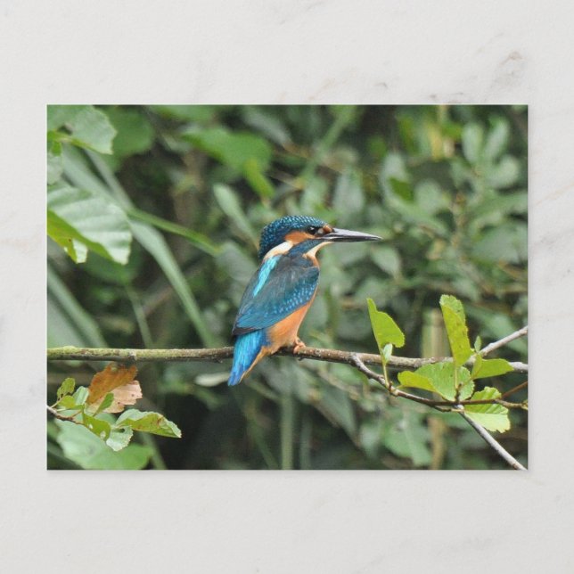 Kingfisher postcard (Front)