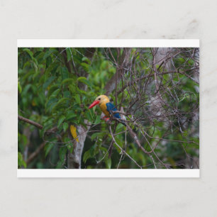 Kingfisher Postcard