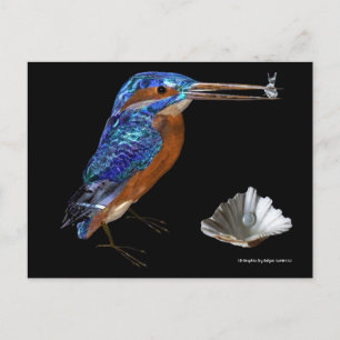 KINGFISHER POSTCARD