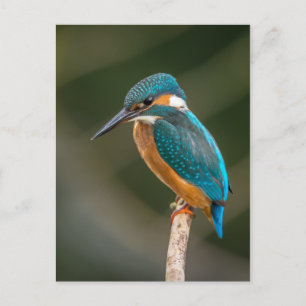 Kingfisher Postcard