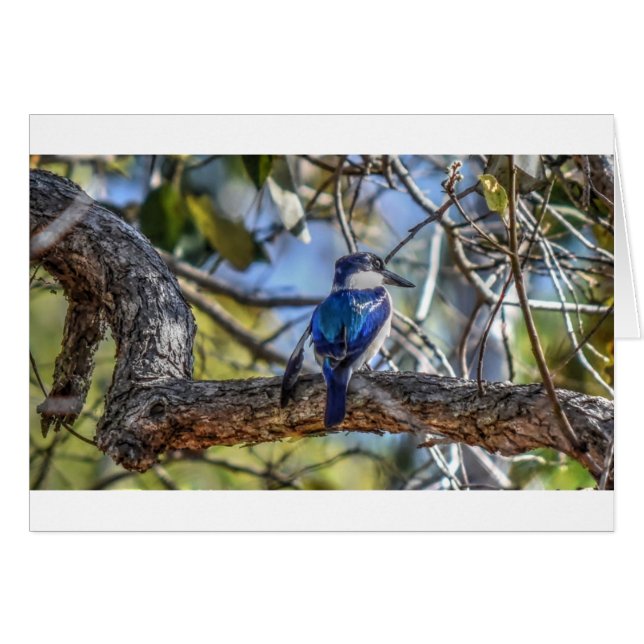 KINGFISHER RURAL QUEENSLAND AUSTRALIA (Front Horizontal)