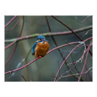 Kingfisher sitting on a branch