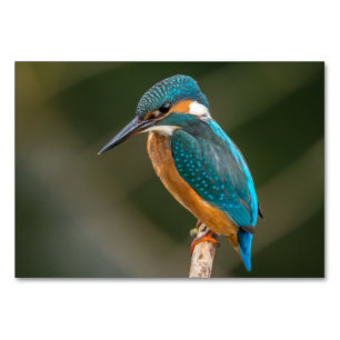Kingfisher Table Number