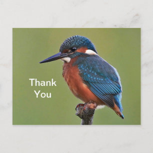 Kingfisher Thank You Postcard