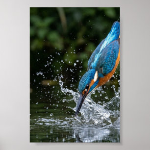 Kingfisher Touching Water Colourful Matte Poster