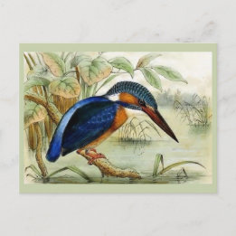 Kingfisher Vintage Bird Illustration Postcard