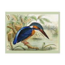 Kingfisher Vintage Bird Illustration