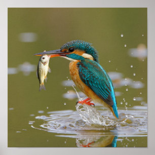 Kingfisher's Success - Bird with Fresh Fish Catch Poster