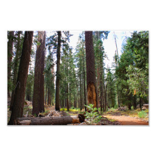 Kings Canyon National Park Photo Print