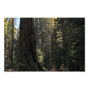 Kings Canyon National Park Photo Print