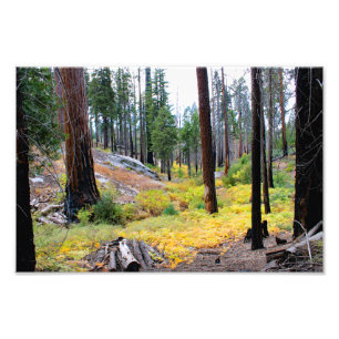 Kings Canyon National Park Photo Print