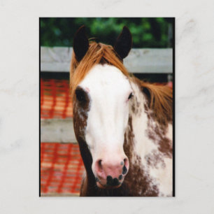 Kings Fancy Girl Postcard