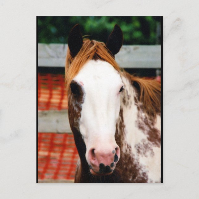 Kings Fancy Girl Postcard (Front)