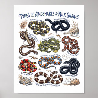 Kingsnakes and Milk Snakes Watercolor Art Poster