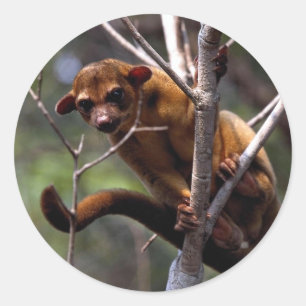 Kinkajou (Potos flavus) Classic Round Sticker