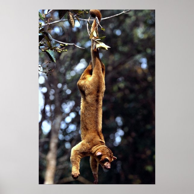 Kinkajou (Potos flavus) Poster (Front)