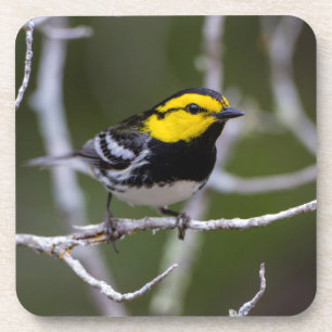 Kinney County, Texas. Golden-cheeked Warbler Coaster